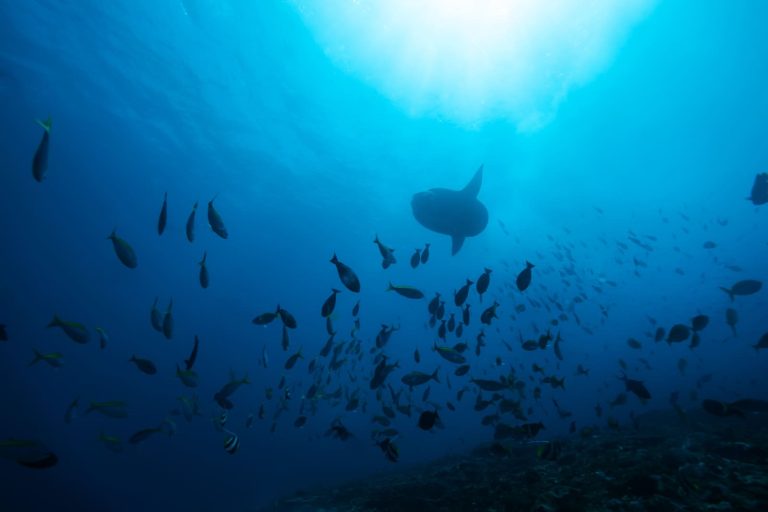 Gili Tepekong & Gili Mimpang dive site
