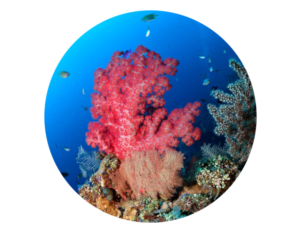 Photo of soft coral on the liberty wreck at Tulamben, Bali