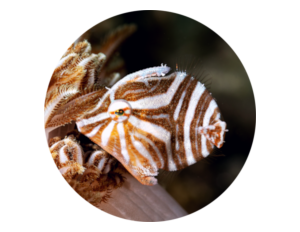 Photo of a juvenile filefish in Bali barat marine park