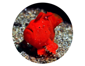 Photo of a juvenil red frog fish close up at Bali