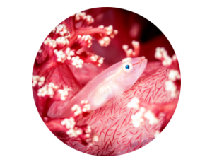 Photo of soft coral pink ghost goby fish in Bali