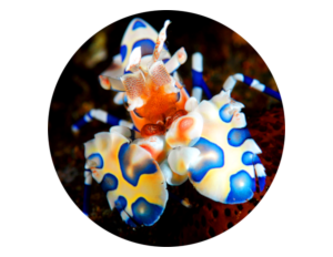 Harlequin shrimp scuba diving package in Bali