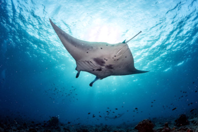 Photo of manta ray in Nusa Penida