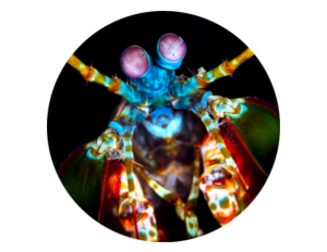 Clos epicture of head of a mantis shrimp while diving in Bali, Amed