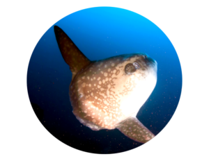 Mola mola ocean sunfish of bali in crystal bay at Nusa Penida during diving package