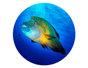 while Scuba diving in Bali, photo of napoleon wrasse