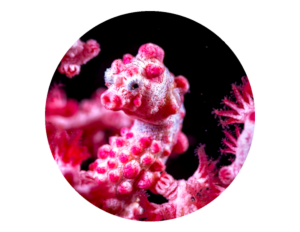Pygmy sea horse in Bali during safari dive in Tulamben