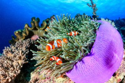 Anemone picture with clown fish in Padang Bai bali