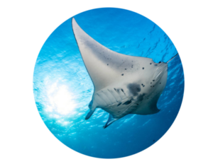 Photo of a manta ray in Nusa Penida during scuba diving safari 11 Days