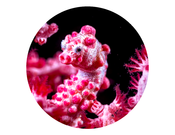 Photo of a pygmy seahorse during scuba diving safari in Bali