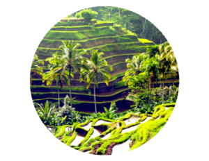 Photo of Bali Rice field during scuba diving safari bali 9 Days