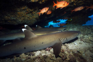 Photo of white tip reef shark under rock at gili tepekong dive site in Bali