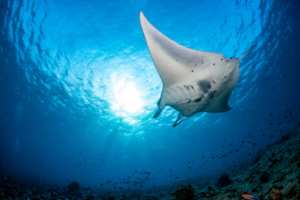 Photo of a manta ray in Nusa Penida