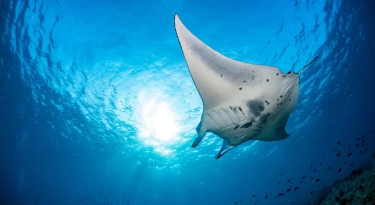 Photo of a Manta Ray during scuba diving in Bali-Nusa PENIDA