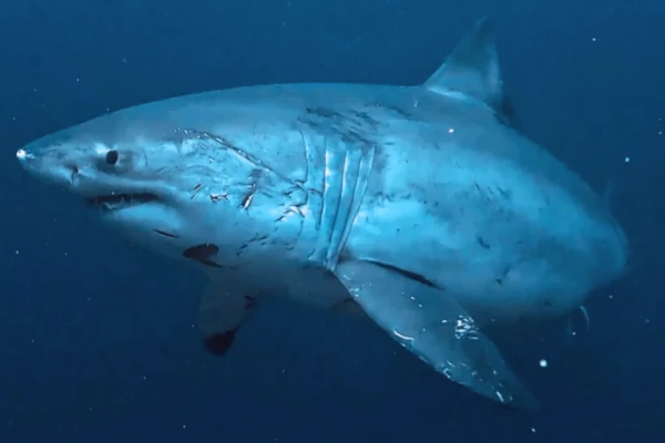 Great white shark spotted in March in Nusa Penida water