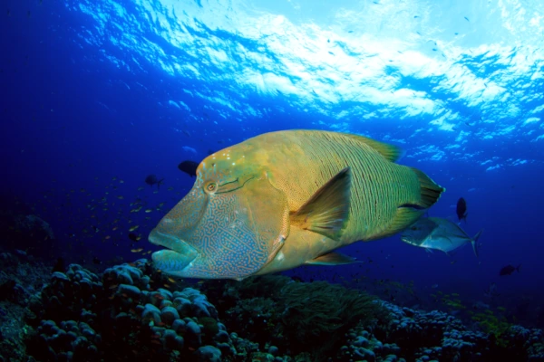Napoleon wrasse swimming in dive site pasir hitam of padang bai.