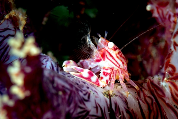 Soft coral crab photo take in Goa dive site in Padang Bai-bali