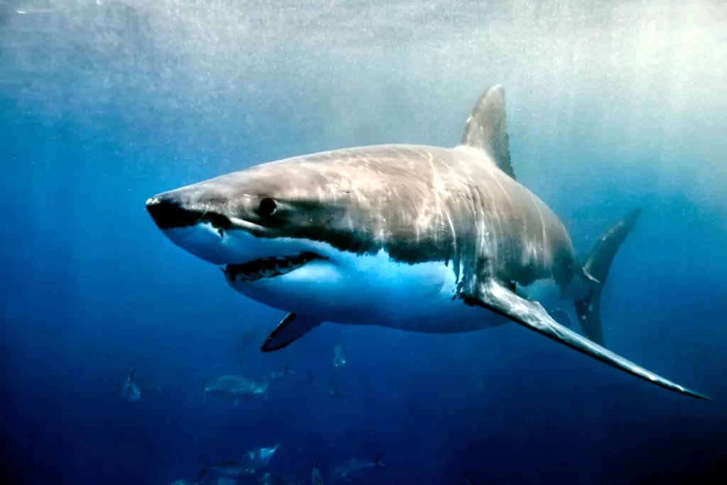 A great white shark glides swiftly through vibrant blue ocean depths, showcasing its streamlined, muscular form and distinctive pointed snout in a serene underwater scene.