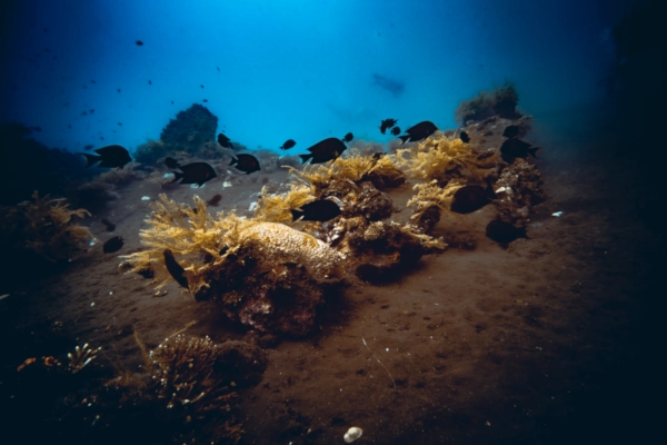 Tulamben Coral Garden dive site