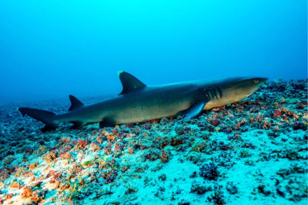 White tip reef shark in Silayukti/Tanjung Sari dive site at padang bai