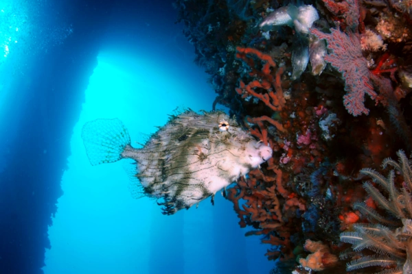 Photo of filefish near pillar of jetty dive site in Padang bai - Amuk bay