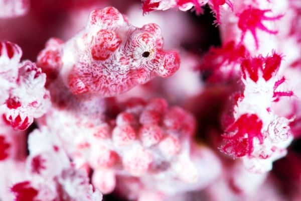 Pink Seahorse Pygmy Bargibanti in Channel dive site at Padang bai - Bali
