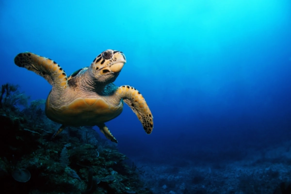Turtle swimming in white sand beach dive site in Padang Bai
