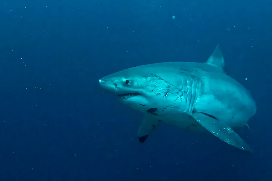 The Great White Female Shark in Nusa Penida on March, 13th 2025. Shot by Fabian