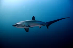 Illustration of Thresher shark encounter in Nusa Penida Bali