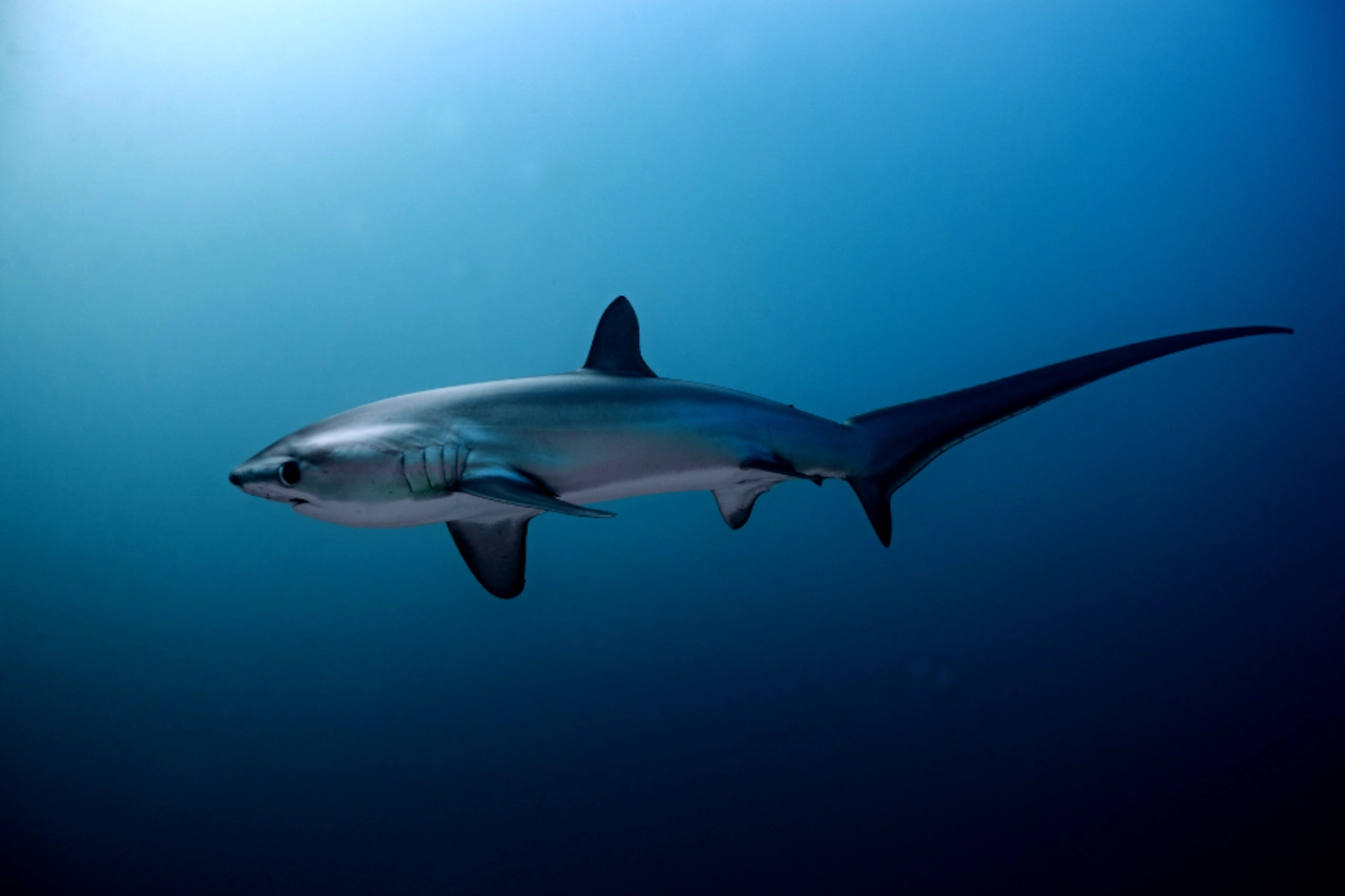 Illustration of Thresher shark encounter in Nusa Penida Bali