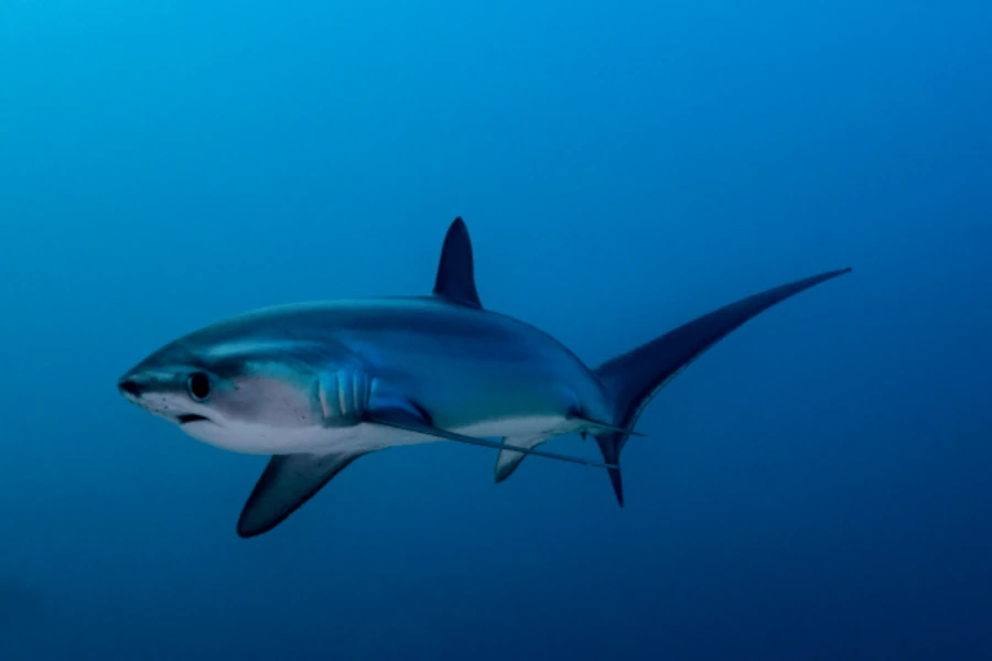 A thresher shark swimming alone in the deep ocean
