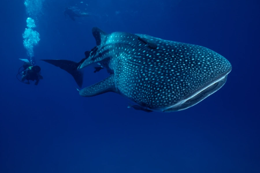 a whale shark swims in the ocean with a diver in the background