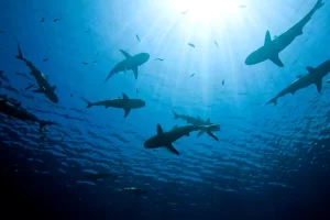 A group of sharks swimming under surface in Bali Waters