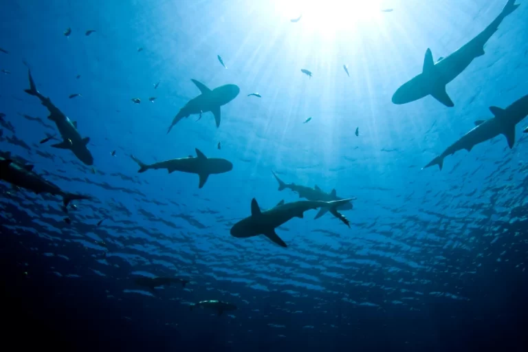 A group of sharks swimming under surface in Bali Waters