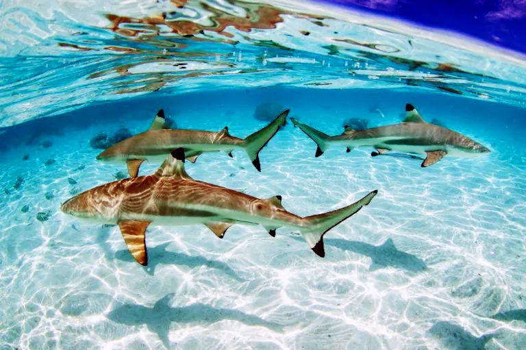 Black tip reef shark in shallow water with bali white sand