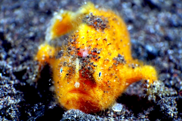 Juvenile hairy frogfish in Melasti dive site in Amed