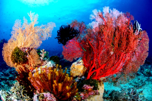 Big seafan in Kusambi dive site near Amed - Bali