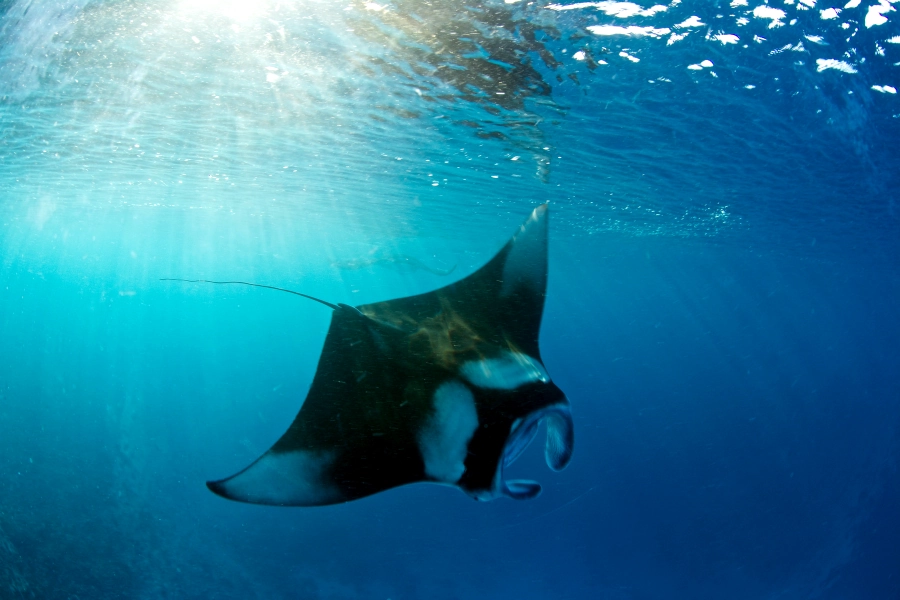Manta Rays gliding above the divers in Manta Point Nusa Penida