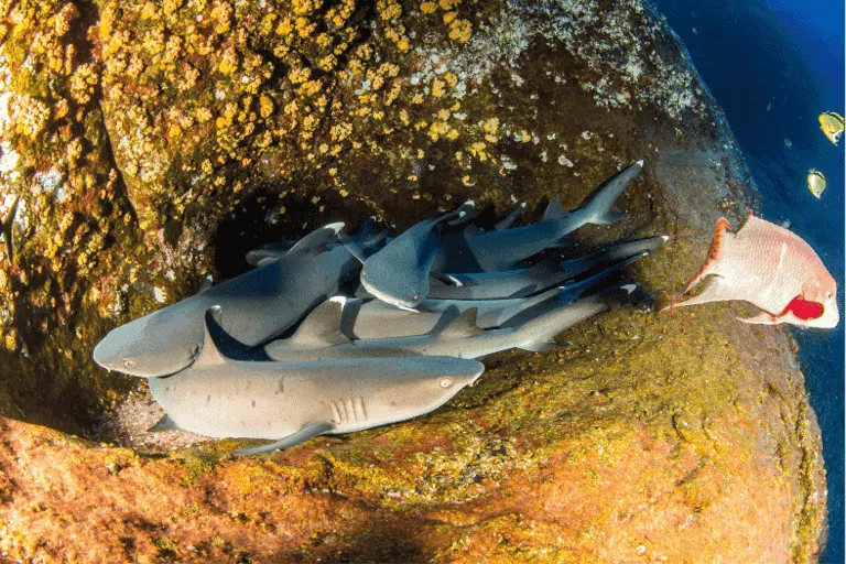 A group of whitetip sharks resting in bali cave