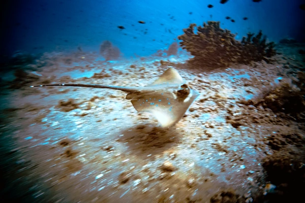 Blue spotted stingray in amed coral garden dive site