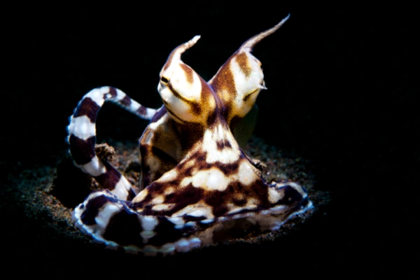 Close photo of mimic octopus in cafe garam-ghost bay in Amed