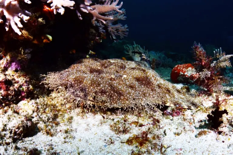 A wobbegong shark in Bali, looks like a carpet camouflaged among coral in Indonesia