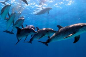 Scene in the Ocean by David Attenborough: Dolphins swimming in the open waters