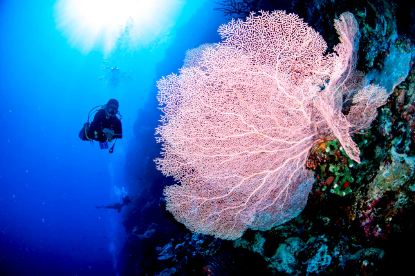 Big_pink_sea_fan_on_menjangan_wall_dive_site