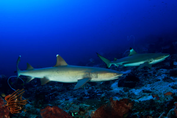 Reef_shark_black_and_white_tip_in_menjangan_dive