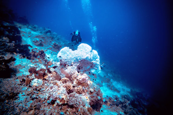 Big_sea_fan_on_menjangan_anchor_wreck_dive_site_slope