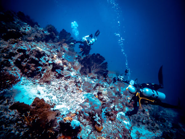 Diver exploring sea fan on Dream Wall dive site in Menjangan Island - Bali