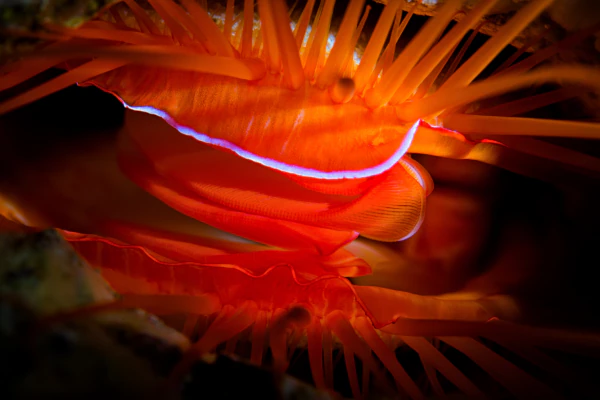 Electric_clam_on_menjangan_wall_pos2_dive_site