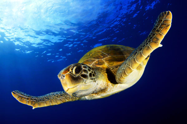 Green turtle in menjangan diving on the wall