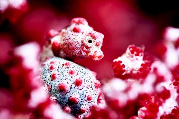 Pygmy seahorse bargibanti in menjangan pemuteran dive